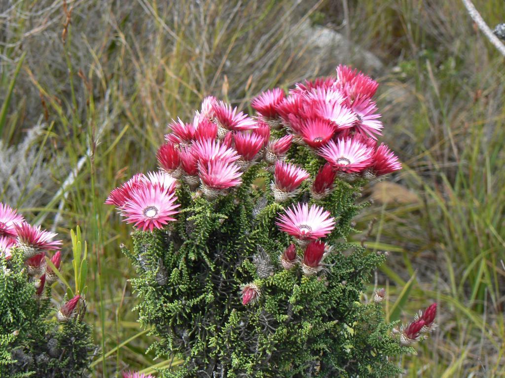 Van Den Berg's Guesthouse&B&B Bettyʼs Bay Kültér fotó
