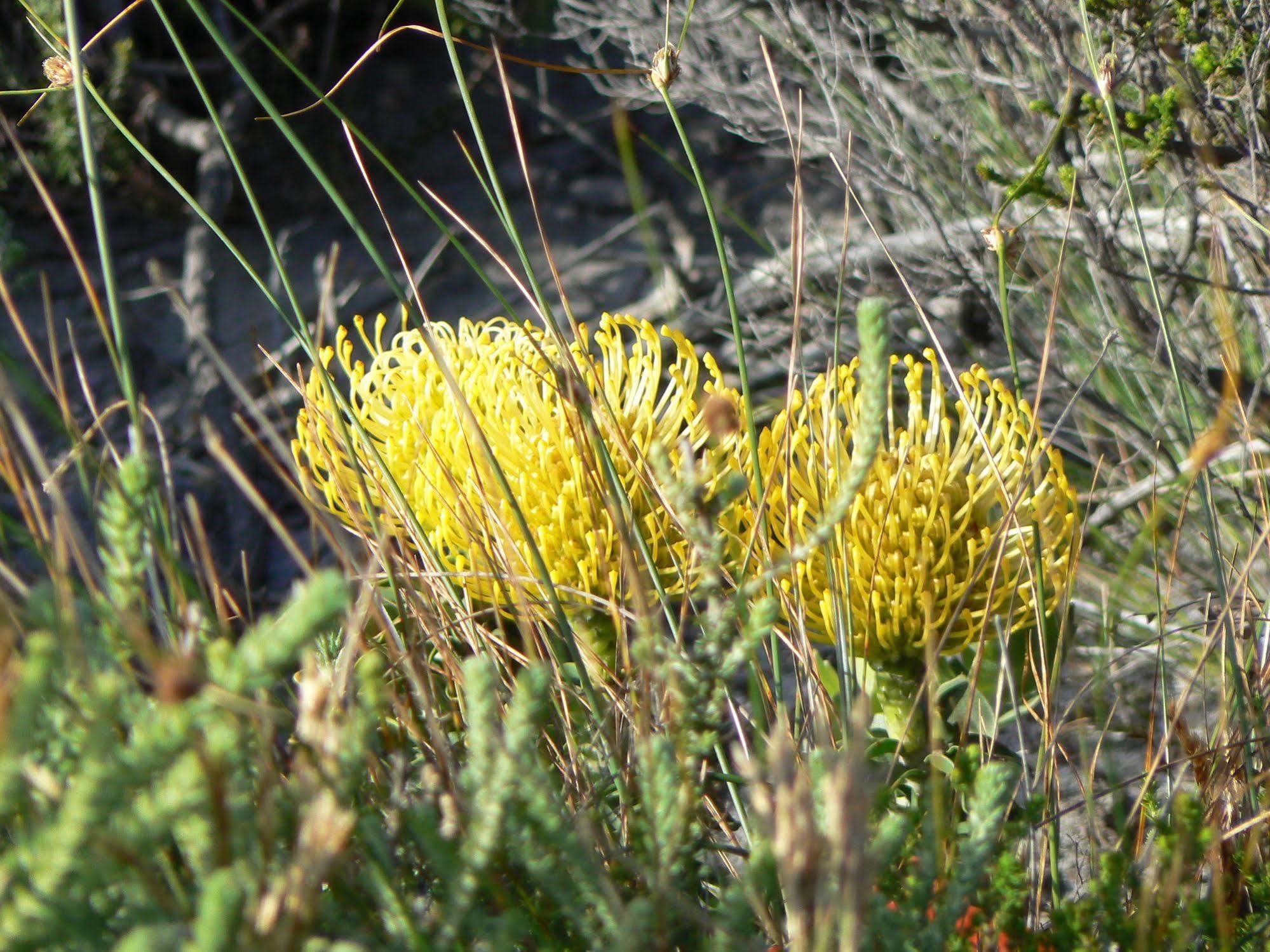 Van Den Berg's Guesthouse&B&B Bettyʼs Bay Kültér fotó