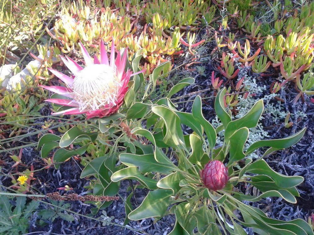 Van Den Berg's Guesthouse&B&B Bettyʼs Bay Kültér fotó